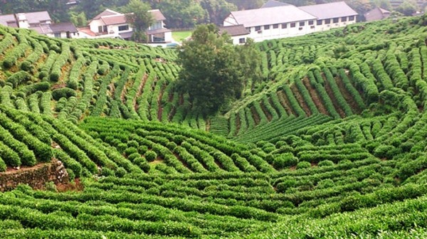 龙井茶