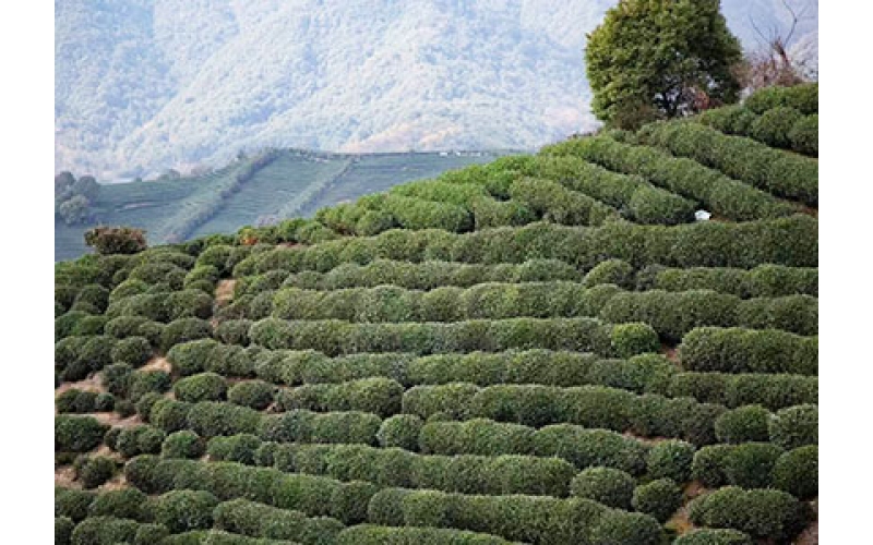 西湖龙井茶的由来